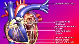 amiodarone Cordarone [upl. by Winne]