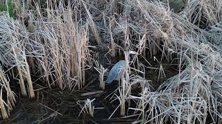 Great Blue Heron on Yahara [upl. by Modestia695]