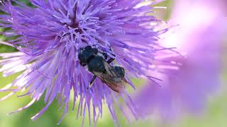 Megachile Chalicodoma parietina ♀MegachilidaeHymenoptera toute noire [upl. by Inasah448]