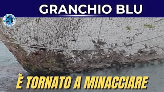 IL RITORNO DEL TEMUTO GRANCHIO BLU UNA MINACCIA PER LA FAUNA ITTICA LOCALE [upl. by Myers469]