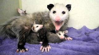 Mother Opossum and Babies 2 [upl. by Eisen]