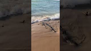 Lake Michigan shipwreck from 1893 visible at Up North beach [upl. by Oleta418]