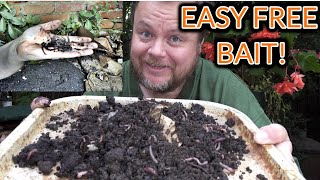 How To Collect Worms For Fishing  The Easy way Video 172 [upl. by Emmett]