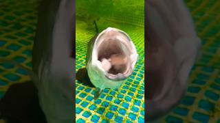 barramundi fish feeding shortfish shortsfish viralfish [upl. by Hamlet]