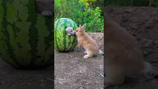 Adorable Rabbit Enjoying Playtime with a WatermelonquotRabbitPlaying BunnyAndWatermelon CuteAnimals [upl. by Rooker]