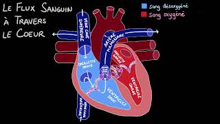 La circulation sanguine dans le cœur [upl. by Ekyt51]