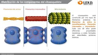 Clase de Citoesqueleto uniones celulares y Matriz extracelular [upl. by Oner198]