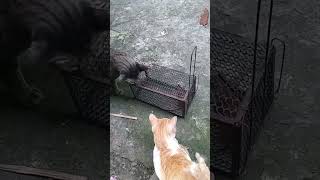 Cat catches rat in Mouse trap [upl. by Latreese]