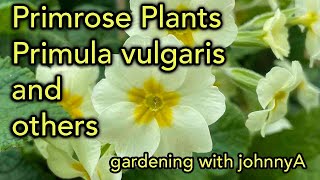 How To Grow Primula vulgaris  The English Primrose and Other Species [upl. by Donelson]