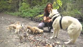 Erster Spaziergang mit Schäferhund Bianca  Eva Windisch  Mit Hunden sein [upl. by Saxen]