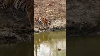 quotTiger Sightingquot kabini 🐅 shorts [upl. by Yahsel]