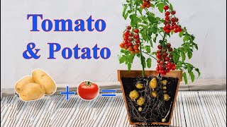 Grafting Tomato and Potatoes plants  VN Gardener [upl. by Sterrett]