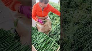 Thornless Rose Cutting As Root Stocks For Rose Tree Grafting farming plants flowers [upl. by Bradleigh347]