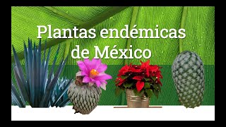 Plantas endémicas de México [upl. by Dupaix108]