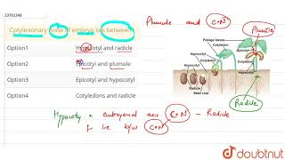 Cotyledonary node of embryo lies between [upl. by Rurik]