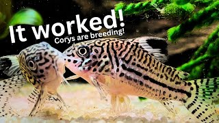 Unbelievable Results of Cory breeding project Cory eggs amp fry [upl. by Norrag]