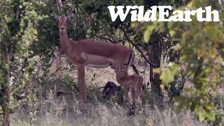 WildEarth  Sunset Safari  28 November 2023 [upl. by Ainot989]