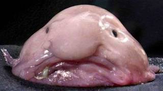 The Blobfish [upl. by Iraam]