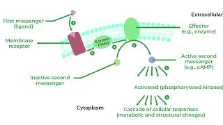 L22 signal transduction [upl. by Ennairb459]