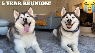 Husky Reunited With Her Puppy For The First Time In 5 Years CUTEST VIDEO EVER [upl. by Georgie740]