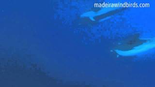 Swimming with Common Bottlenose Dolphin Tursiops truncatus in Madeira Portugal [upl. by Attenrev605]