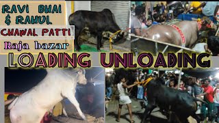 RAJABAZAR BIGGEST COW COLLECTION AT CHAWALPATTIPURA BASTI AAGAYAFULL CHAKALLASMAMALOG2024😎 [upl. by Gene526]