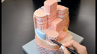 Skeletal Muscle Cell Anatomy  Myofiber and Myofibril Anatomy [upl. by Afesoj504]