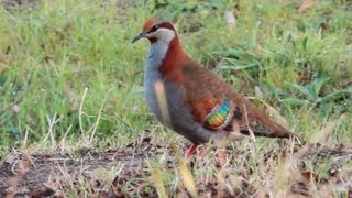 Brush Bronzewing [upl. by Nagek987]