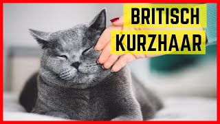 Britisch Kurzhaar Katze  Charakter amp Besonderheiten der BKH [upl. by Aninaj]