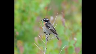 Whinchat  Buskskvett Nikon Z9 [upl. by Sumner315]