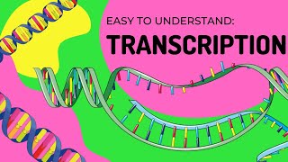 Protein Synthesis  Transcription [upl. by Nnaid]