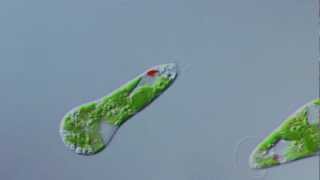 Euglena gracilis im Interferenzkontrast [upl. by Broddy]