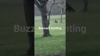 Buzzard hunting [upl. by Burhans]