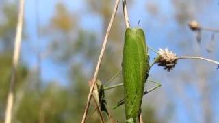 Gottesanbeterin frisst Männchen im Raaderwald Maneater Mantis religiosa [upl. by Nered770]