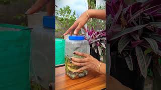 How to make organic tonic from banana peel for flower boost garden plant plants shorts viral [upl. by Muldon]