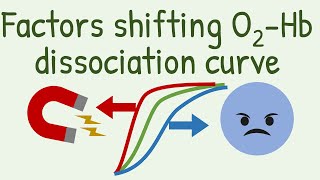 Factors Shifting Oxygen Hemoglobin Dissociation Curve [upl. by Petronilla]