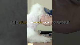 How to Properly Groom Your Cocker Spaniel  Part 3 [upl. by Najib]