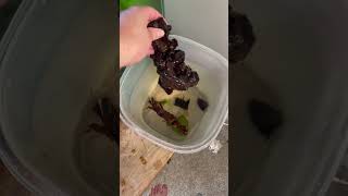 Packing live aquarium shrimp for shipping [upl. by Masson220]