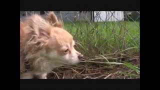 Why dogs roll in things that smellPeter Caine Brooklyn Dog training [upl. by Waddington]