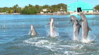 Dolphin Dance Video [upl. by Abate]