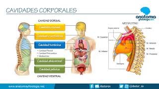 CAVIDADES CORPORALES  Resúmenes de Anatomía y Fisiología [upl. by Suravaj]