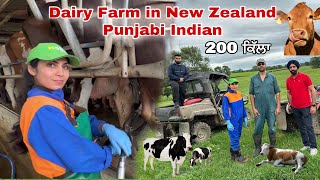 Dairy Farm in New Zealand Punjabi Indian ਡੇਅਰੀ ਫਾਰਮ ਨਿਊਜ਼ੀਲੈਂਡ 🐄 Cow 🥛 milk [upl. by Dnalyag]