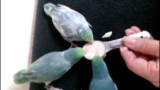 Baby Parrotlets For Sale  Xtreem Parrotlets 352 9425710 [upl. by Zicarelli]