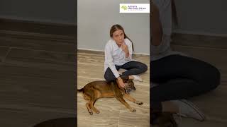 Conoces las fases de la Epilepsia en perros [upl. by Maggy]