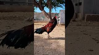 Amroha Aseel Murga crowing compilation viral shortvideos rooster [upl. by Yhotmit]