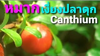 หมากเงี่ยงปลาดุก🍒 Canthium Wild Fruit [upl. by Blackmun872]