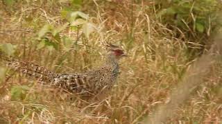 Cheer pheasant Catreus wallichii at Ranikhet Almora 2024 [upl. by Armond537]