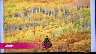 Tree Facts Quaking Aspen [upl. by Jelena]