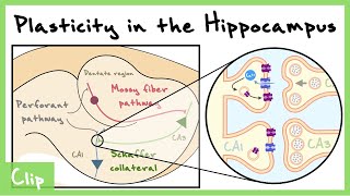 LongTerm Plasticity In The Hippocampus LTP LTD STDP  Clip [upl. by Shevlo]