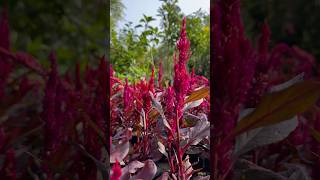 Jana samjho na☺️Celosia plant  naturalnotanki nature trendingsong viral [upl. by Eberta175]